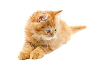 Ginger cat isolated