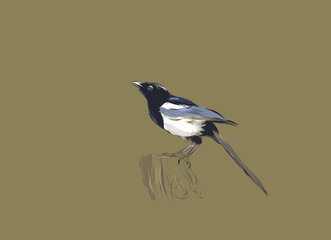 Magpie