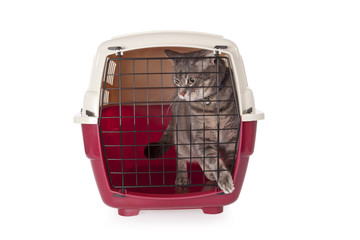 cat closed inside pet carrier