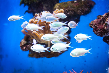 School of fish in the Oceanographic Museum in Monaco