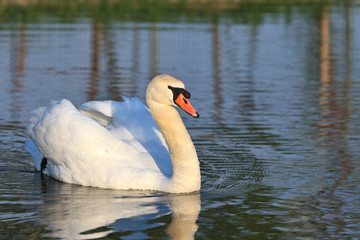 Fototapeta na wymiar white swan