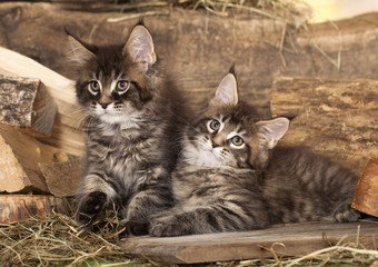 tvo little kittens © liliya kulianionak