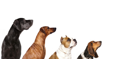 group of dogs  looking up