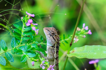 Green crested lizard