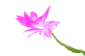 Christmas cactus isolated on white