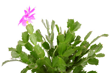 Christmas cactus isolated on white background