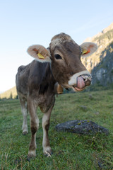 Hausrind, Domestic cattle