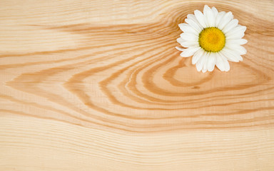 Obraz premium Wooden background with camomile