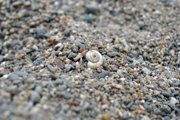 Little shell in the send