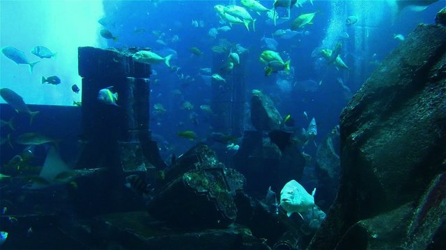 Large aquarium