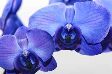 Image of Blue and Purple Orchids

