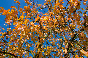 Laubbaum im Herbst