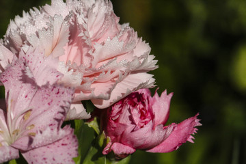 Image of Carnations
