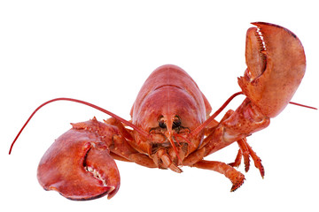 Cooked lobster