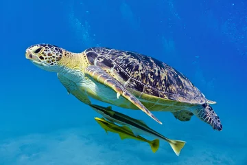 Fotobehang Schildpad Zeeschildpad