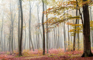 Fototapeta premium forest
