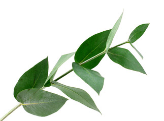 Leaves isolated on white background