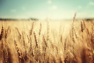 Photo sur Plexiglas Automne champ de blé doré et journée ensoleillée
