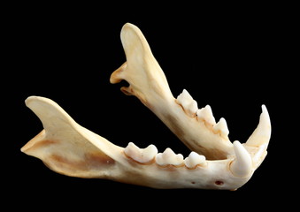 Isolated Eurasian lynx (Lynx lynx) lower jaw