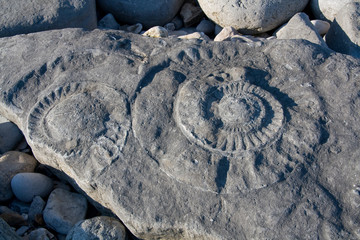 Fossil ammonites on a beach near Lyme Regis, Dorset, UK. © milangonda
