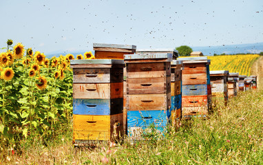 Bee hives.