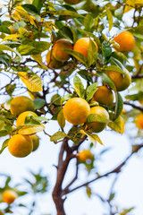 orange tree