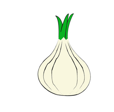 illustrations with garlic's isolated on white background