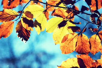 Fototapeta na wymiar Autumn background with colorful leaves