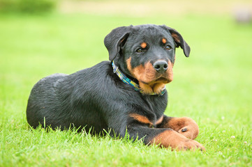 Rottweiler puppy lying on the lawn