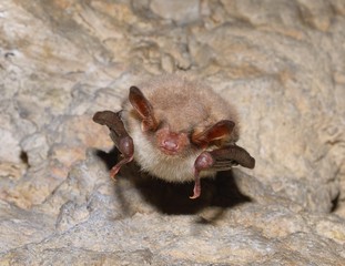 Greater mouse-eared bat ( Myotis myotis)