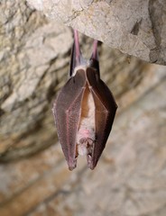 Fototapeta na wymiar Greater horseshoe bat( Rhinolophus ferrumequinum)