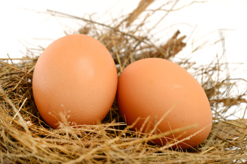 chicken eggs in nest