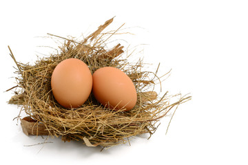 chicken eggs in nest