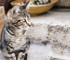 cat very focused into something interesting