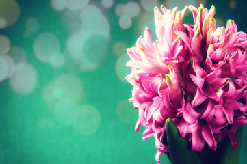 Spring flowers. Pink hyacinth on green background