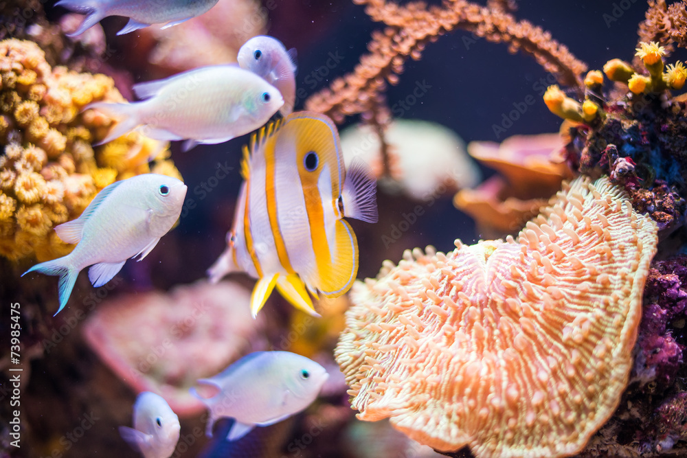 Wall mural Corals and fish in the depths of the sea.