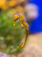 Sea horse in the depths of the sea.