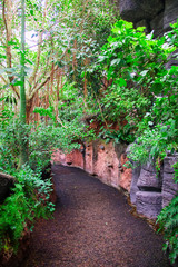 Fototapeta premium Path in dense tropical rain forest.