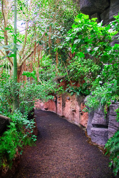 Path in dense tropical rain forest.