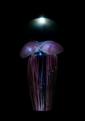 Several jellyfishes in aquarium with backlight.
