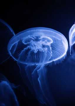 Close-up of blue jellyfish in aquarium.