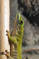 Koch's giant day gecko (Phelsuma madagascariensis kochi)