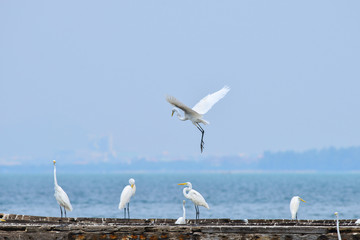white egret