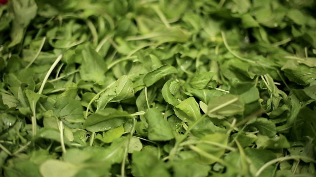 Green leaves of arugula. Medium shot. Dolly shot