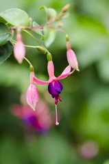 Pendientes de la reina