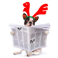 French bulldog dressed as reindeer Rudolph reading newspaper