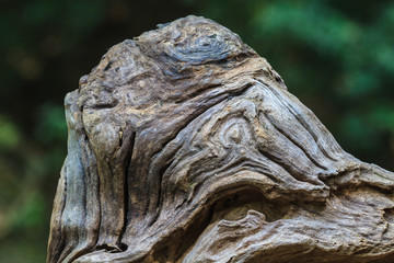 texture of bark wood