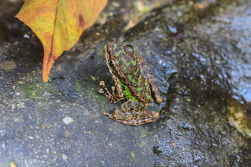 Frog on a wet stone