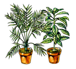 Houseplant. Botany