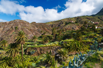 Fototapeta na wymiar Palm trees in tropical landscape of La Gomera island, Spain
